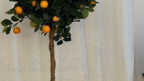 Orange Trees