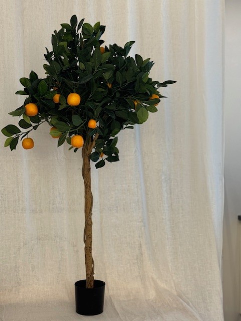 Orange Trees